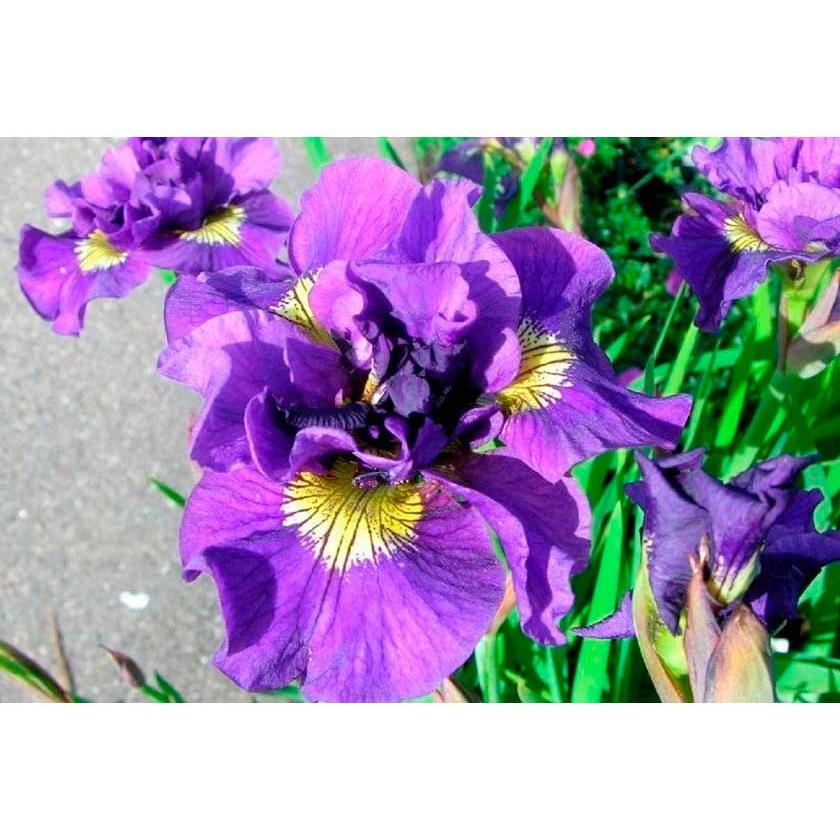 Ирис сибирский double standard. Стандарты ирис. Ирис сибирский imperial opal. Ирис сибирский (iris sibirica `concord crush`). Ирис сибирский дабл стандарт.