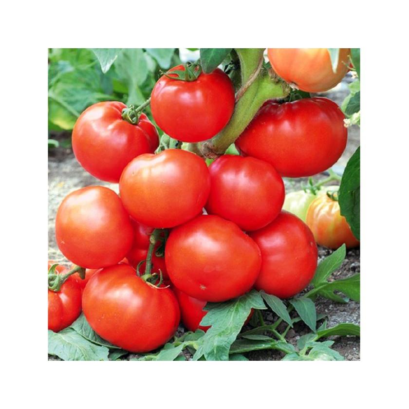 Гибриды томатов для открытого грунта. Томат всегда много f1. Томат Ангара f1. Томат томат Мейс f1. Семена томатов f1 для открытого грунта.