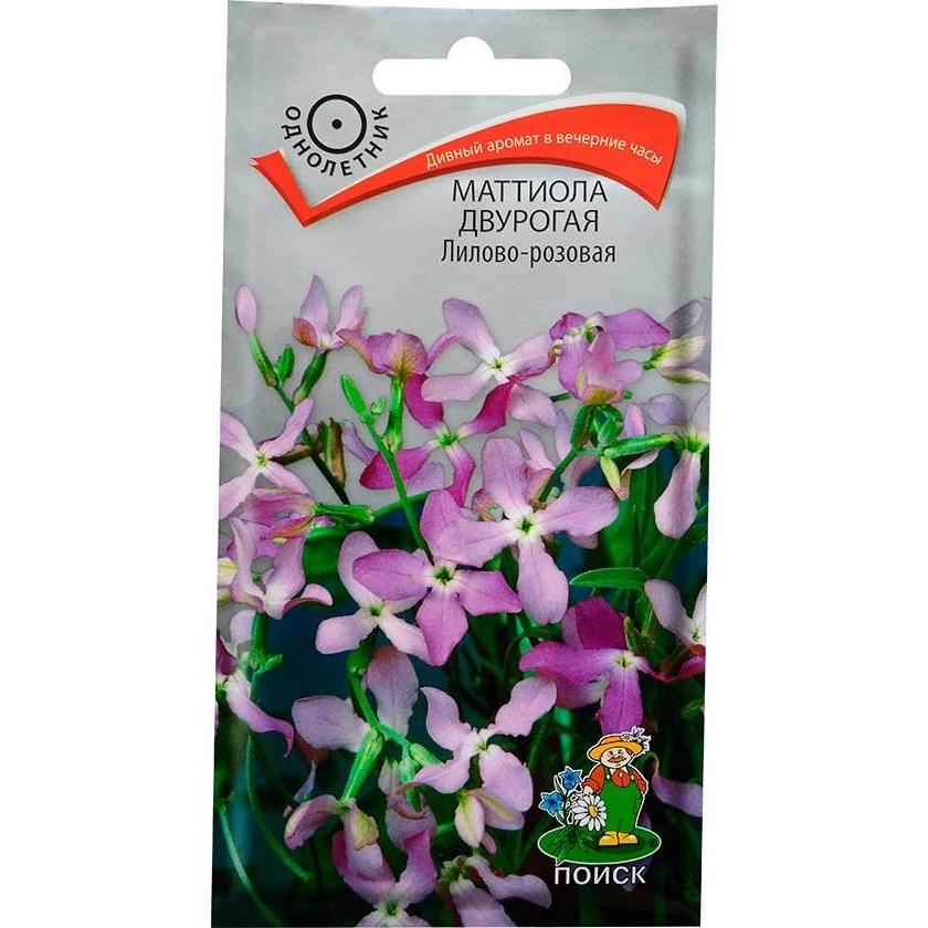 Маттиола двурогая выращивание из семян когда сажать. Маттиола двурогая выращивание из семян когда сажать. Маттиола вечерний аромат. Маттиола двурогая выращивание из семян когда сажать. Маттиола двурогая выращивание из семян когда сажать.