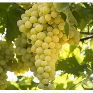 Виноград белый Солярис